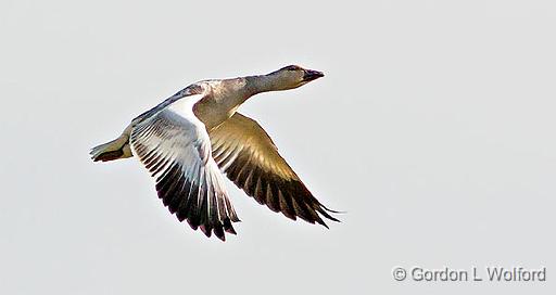 Snow Goose In Flight_19803.jpg - Snow Goose (Chen caerulescens) photographed at the Reifel Bird Sanctuary near Ladner, British Columbia, Canada.